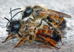 Cum sa-ti imblanzesti albinele salbatice pentru polenizarea casei de vara