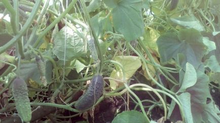 Як продовжити плодоношення огірка в теплиці