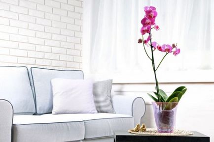 Hogyan meghosszabbítása virágzás orchidea phalaenopsis 4 váladék virágüzlet