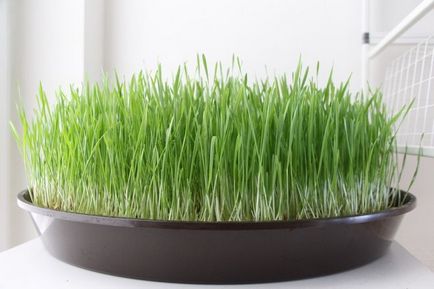 Cum să germineze grâul pentru Paște, să faci iarbă frumoasă