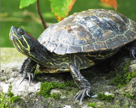 Cum să reproducem țestoasele acvatice