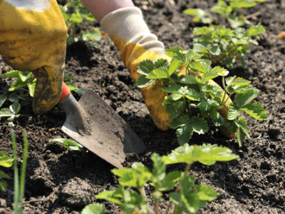Cum să planteze căpșuni în Petrovsk-Transbaikalian