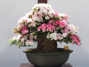 Cum să crești singur un bonsai - știm cum!