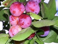 Cum să păstrați varietatea preferată de prune, grădinar (gospodărie)