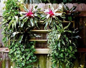 Як прикрасити глухий паркан - варіанти декору, мої ідеї для дачі та саду