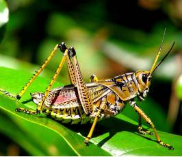 Cum de a accelera maturarea vinetelor