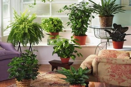Cum de a alege plante de interior pentru acasă, interes feminin