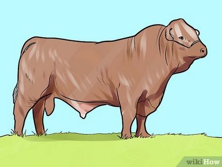 Cum de a alege bovine pentru baza de efective