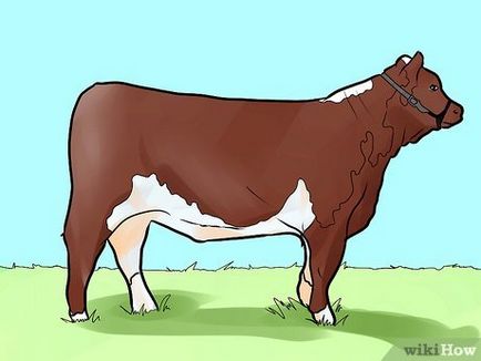 Cum de a alege bovine pentru baza de efective
