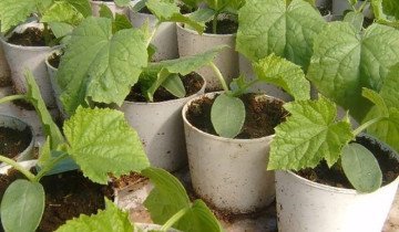 Як вирощувати огірок герман f1 і в чому переваги сорту