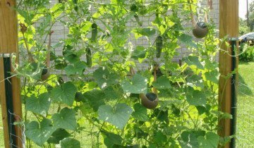 Hogyan növekszik uborka illenek f1 és mik az előnyei évfolyam