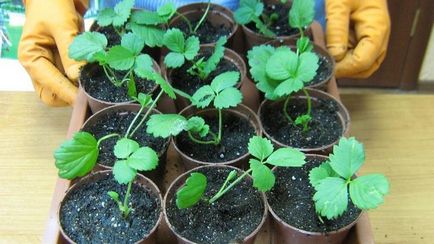 Cum să crească căpșunile din semințe în pastile de turbă