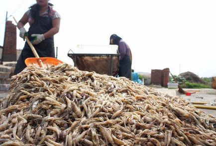 Ca și în China, produceți creveți fals (8 fotografii) - trinitate