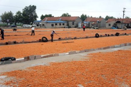 Ca și în China, produceți creveți fals (8 fotografii) - trinitate