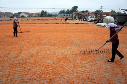 Ca și în China, produceți creveți fals (8 fotografii) - trinitate