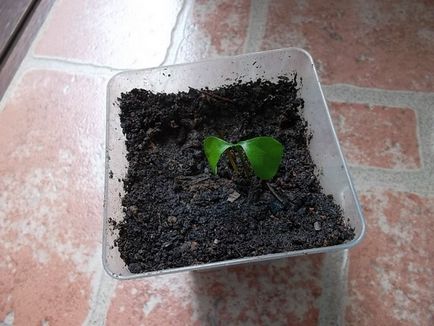 Calamondin - növekvő magról, tannin vendégház