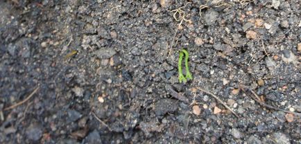 Kalamondin - crescând din semințe, cabana de tanin