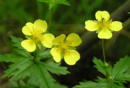 Galangal sau erecta cinquefoil