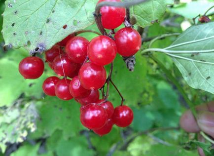 Viburnum cu zahăr pentru iarnă