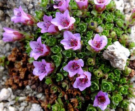 Sapphire (60 de fotografii) caracteristici, descrierea soiurilor și speciilor, plantarea și îngrijirea, combinarea cu alte