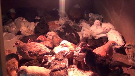 Canibalismul la găini - motive și metode pentru rezolvarea problemei