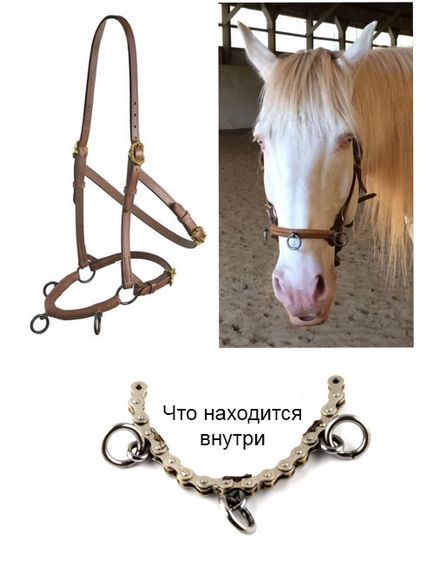 Капцунг, happy horse training