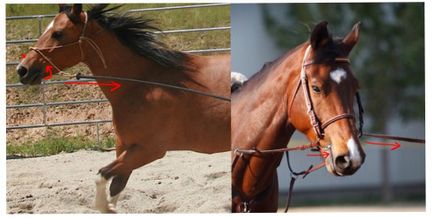 Капцунг, happy horse training