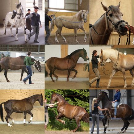 Капцунг, happy horse training