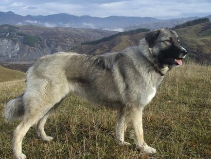 Кавказька вівчарка