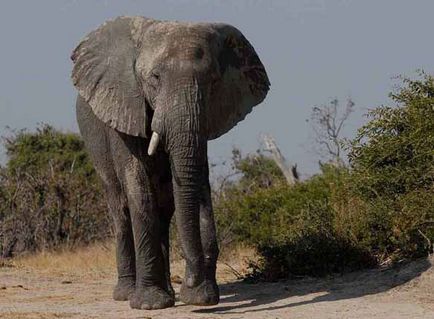 Ce visează un elefant, Sonmir