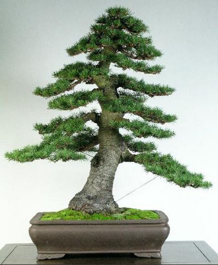 Cedar Cedrus sp bonsai, bonsai műhely