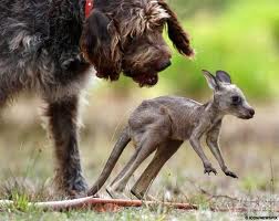 Kangaroo - Boomerul australian, chronoton