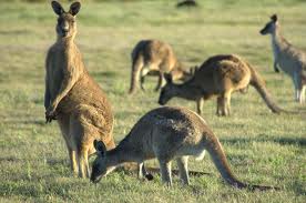 Kangaroo - Boomerul australian, chronoton