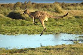 Kangaroo - Boomerul australian, chronoton