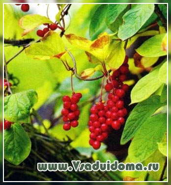 Schisandra chineză - cultivarea și proprietățile utile și tinctura viței de magnolie, un loc despre o grădină, o reședință de vară și