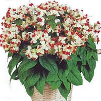 Clerodendrum Thompson