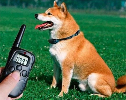 Clicker și tipuri electronice de guler pentru câini și reguli de utilizare, recenzii