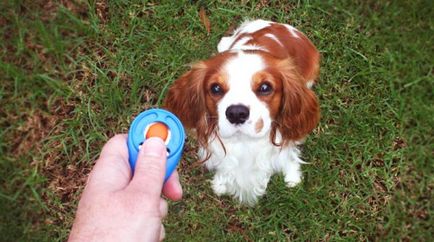 Kereplő és elektronikus nyakörv kutyáknak típusára és használatára vonatkozó szabályok, vélemények