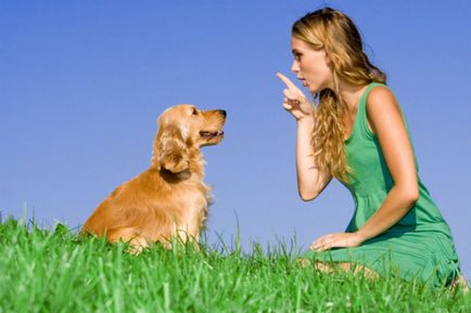 Kereplő és elektronikus nyakörv kutyáknak típusára és használatára vonatkozó szabályok, vélemények
