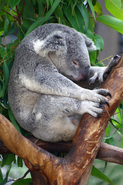 Koala ősi legendák és fenyegető őskori elődeink