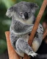 Koala sau ursul marsupial