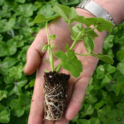 Când și cum să fertilizeze Pelargonium
