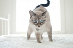 Pisoii pentru o pisică vor salva un apartament de la reparații - șobolanul Don Sphynx