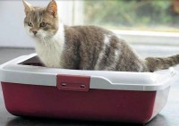 Когтеточка для кішки врятує квартиру від ремонту - донський сфінкс Крисік