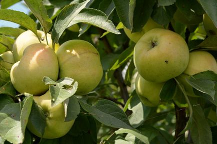 Arbori de măr în formă de colibă ​​în grădina mea nordică