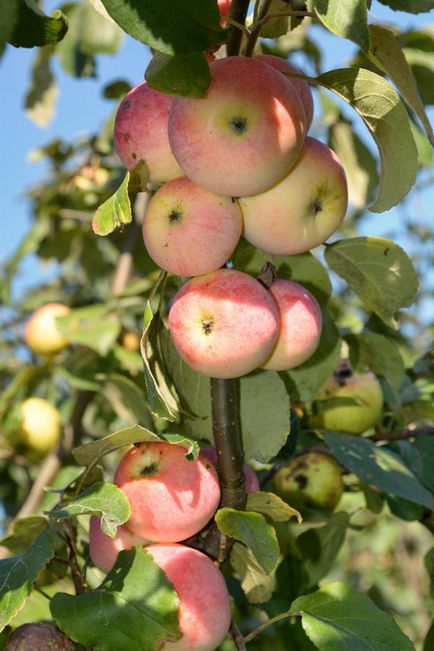 Колонновидні яблуні в моєму північному саду