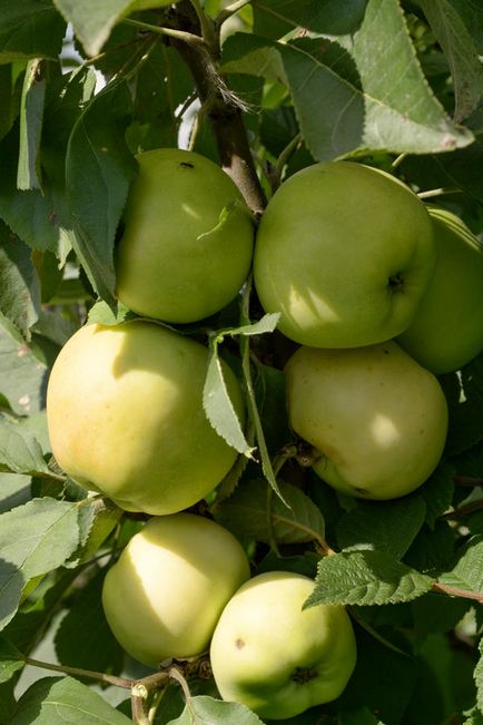 Arbori de măr în formă de colibă ​​în grădina mea nordică