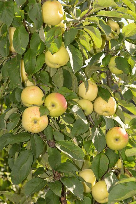 Arbori de măr în formă de colibă ​​în grădina mea nordică