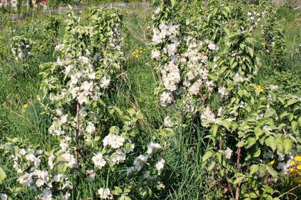 Arbori de măr în formă de colibă ​​în grădina mea nordică