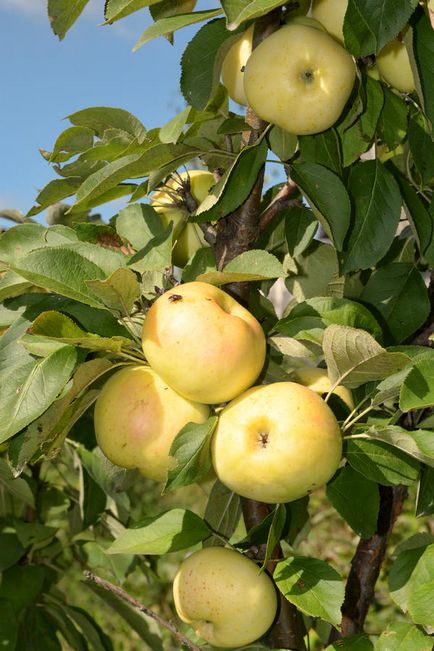 Arbori de măr în formă de colibă ​​în grădina mea nordică